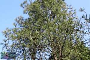 pinus ponderosa (2).jpg